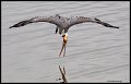 _4SB9532 brown pelican diving